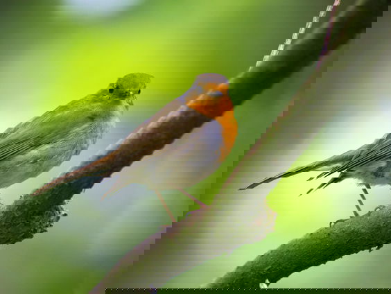 Tuinsafari met Katja Staring: nodig alvast de vogels uit