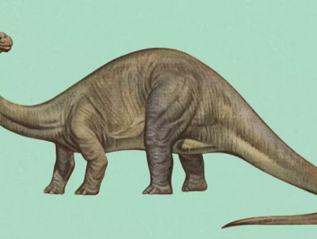 René Fraaye over skelet langnekdinosaurus in Oertijdmuseum