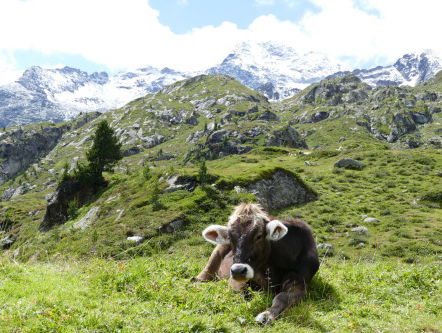 Nelleke woont in Oostenrijk