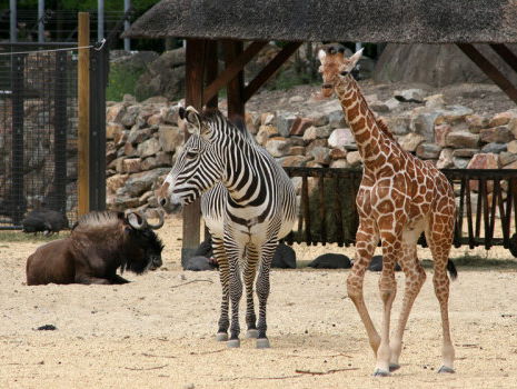 Uitjes, zoals bezoek dierentuin, zijn flink duurder geworden