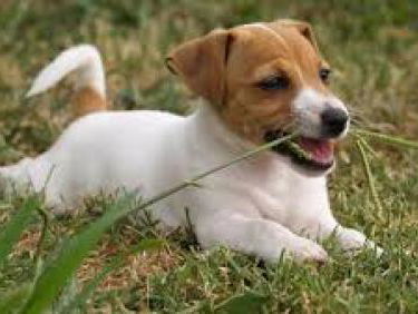 Morgen is het Wereld Zwerfdierendag