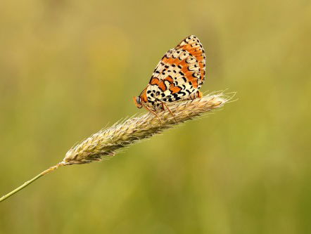 Gerard van Maasakkers over zijn laatste Schijf van 5
