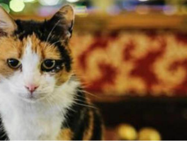 Afscheidsfeestje voor cafépoes Poekie