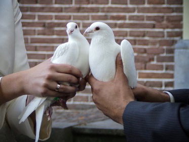 Kees van Velzen: Afgelopen week had ik twee prachtige mensen op bezoek. Of ik hen wilde trouwen?