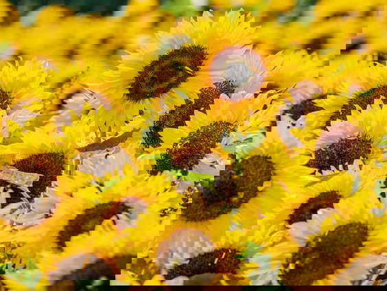 HZD: Waarom zijn zonnebloempitten zoveel duurder dan zonnebloemolie?