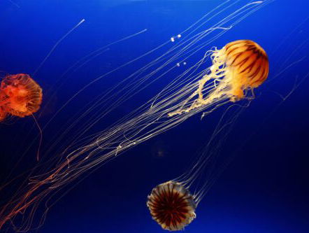 Toename exoten in Nederland