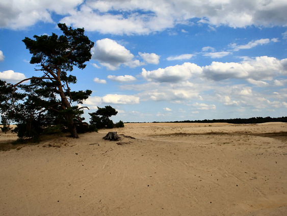 Trots van Gelderland: De Hoge Veluwe