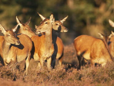 Wat doe je tegen het doodrijden van reeën?