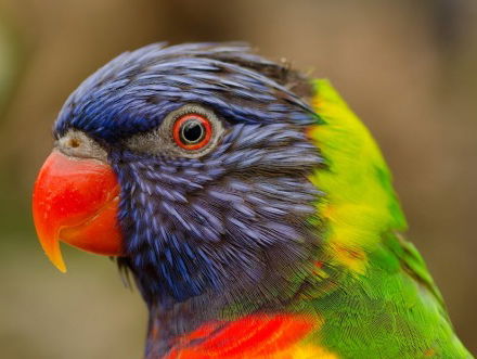 De vogelkeuring voor het NK Vogel is begonnen!