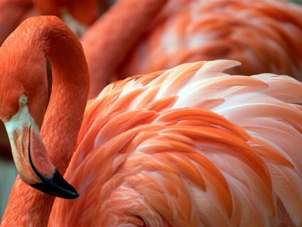 Homoflamingo’s Freddie Mercury en Lance Bass