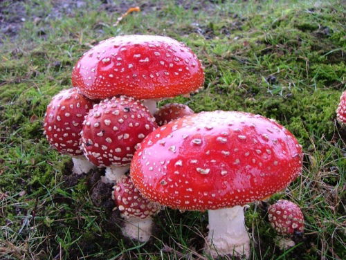 Paddenstoelseizoen: mag je ze plukken en wat gaan we ermee maken?