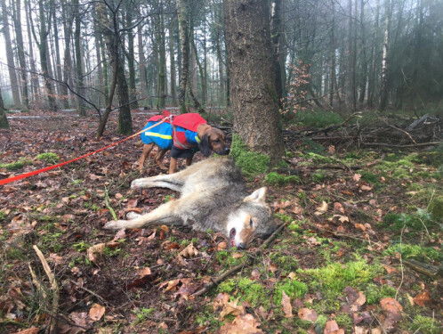 Jonge wolf doodgereden op Veluwe