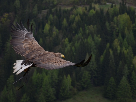 Adelaar: Koning der Vogels