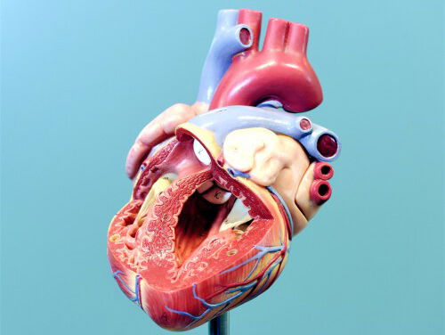 Start Nederlandse Hartklepweek