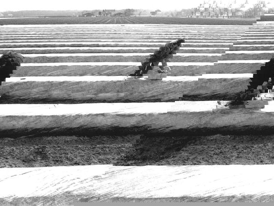 Van Nu Naar Toen: We eten al eeuwen het witte goud!