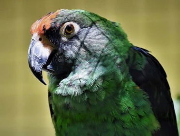 Toeristische tip Congo