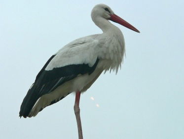 Ooievaars weten het niet, maar ze bezorgen ons een hoop kijkplezier!