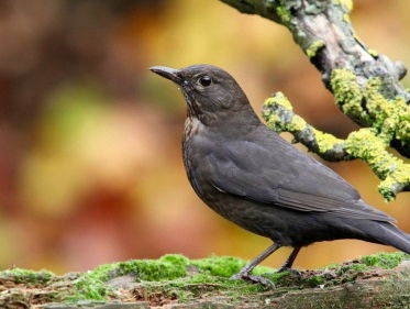 definitieve resultaten Tuinvogeltelling