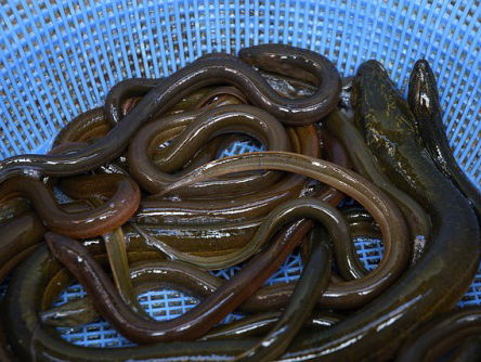 2,5 miljoen palinkjes worden uitgezet.