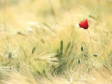 Oss rouwt massaal om spoordrama!