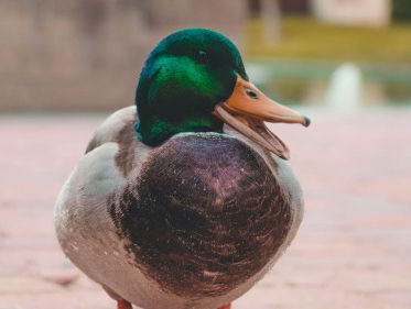 Meldpunt eendjes voeren