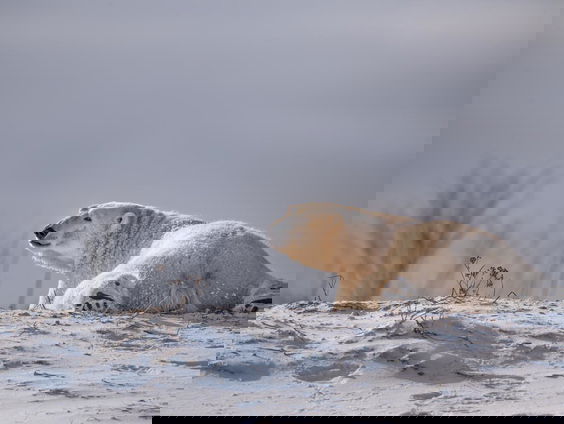 Internationale dag van de ijsbeer