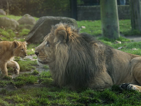 Blijdorp toont dieren via livestream op schermen in Rotterdam