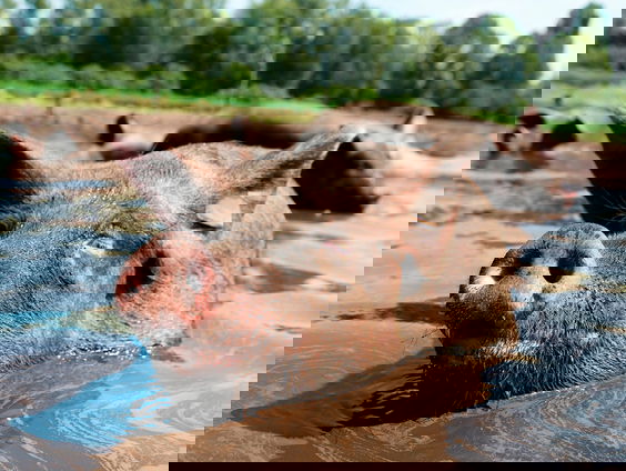 Varkensboer Lauwrens Sterken uit Ommen heeft de beste modderpoel van Nederland!