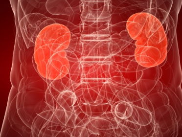 Nieren zijn van levensbelang! #dagvanmorgen