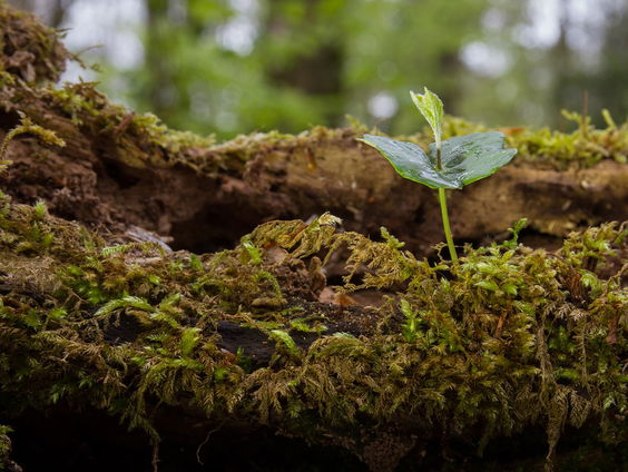 Doe mee met 'Doneer een Zaailing Dag'!
