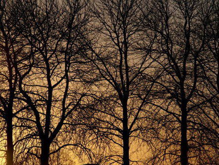 Dexter Wouters zit de hele dag in een boom om kappen tegen te houden