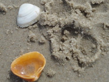 Kunt u ook de verleiding niet weerstaan om die ene mooie schelp op te rapen?