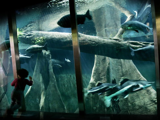 Opgeviste Ferrari gaat naar... Artis?