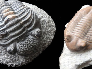 Bioloog en geoloog Tom Zoutewelle over trilobieten