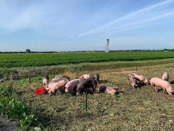 Vretende varkens jagen vogels Schiphol weg!