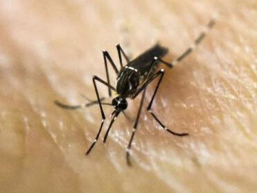 Muggen: bestrijdingsmiddelen verbeteren