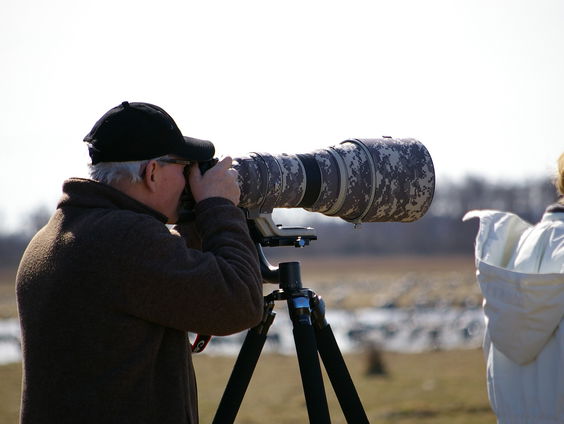 Gespot: zeldzame zwartkopzanger op Texel