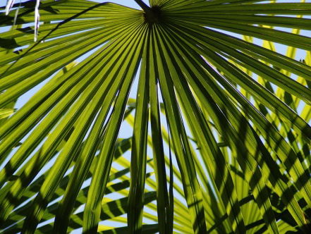 Soekot, een week in een hutje