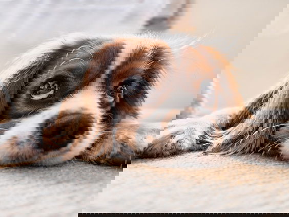 KBO-PCOB strijdt tegen 'zomereenzaamheid' onder ouderen