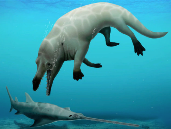 Fossiel vierpotige 'walvis' gevonden