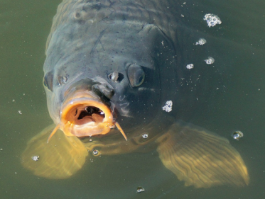 Koi show in Kasteeltuinen Arcen