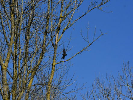 Martine Dubois: Griezelige schoonheid