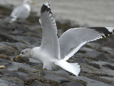 Wat te doen tegen meeuwenoverlast?