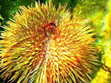 Martine Dubois gaat snorkelen bij de Grevelingen