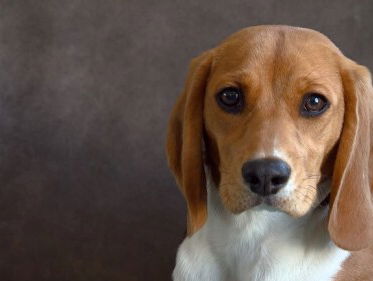 Annemieke nam een proefdier in huis