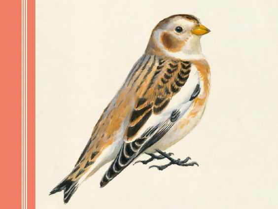 Hans Dorrestijn over zijn boek Wensvogels