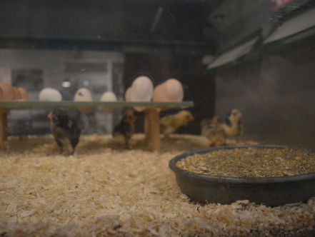 De kip of het ei? Voorthuizen weet antwoord!