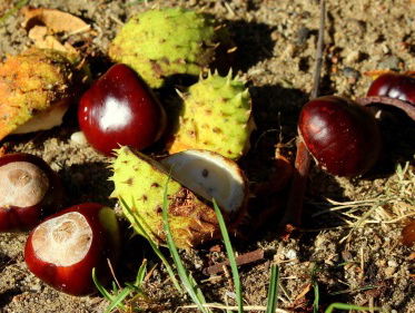Martine Dubois gaat kastanjes zoeken