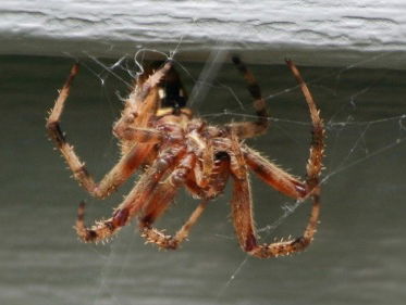Martine Dubois gaat op spinnenjacht