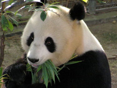 Vervoerder reuzenpanda's over de rit